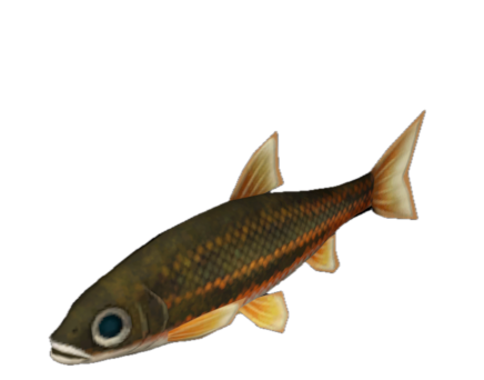 Fish 10