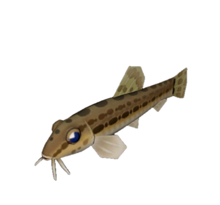 Fish 16