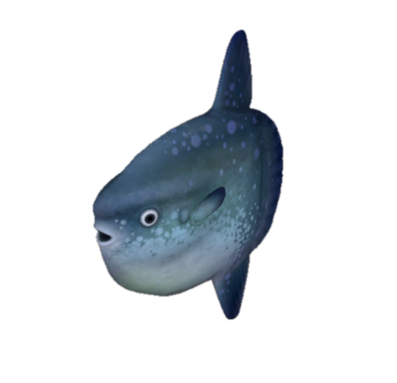 Fish 18