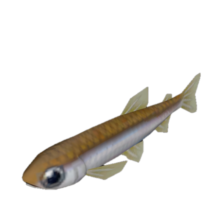 Fish 21