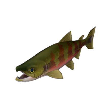 Fish 23