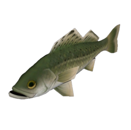 Fish 24