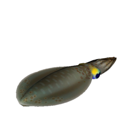 Fish 26