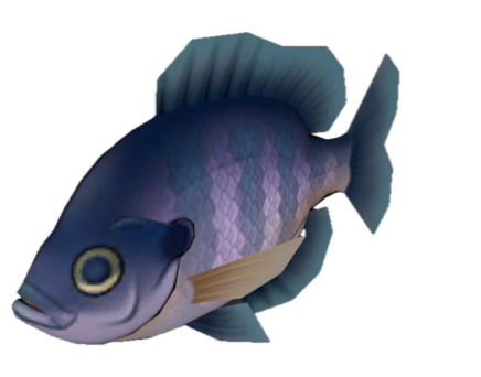 Fish 5