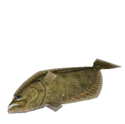 Fish 7